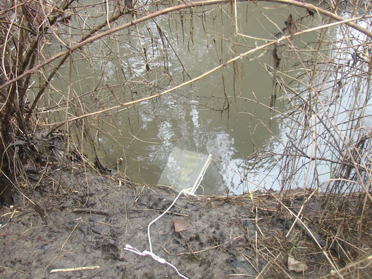 A muddy creekbank with some brown plants. A bait bag is in the water, with the attached rope trailing out of the bottom of the frame.