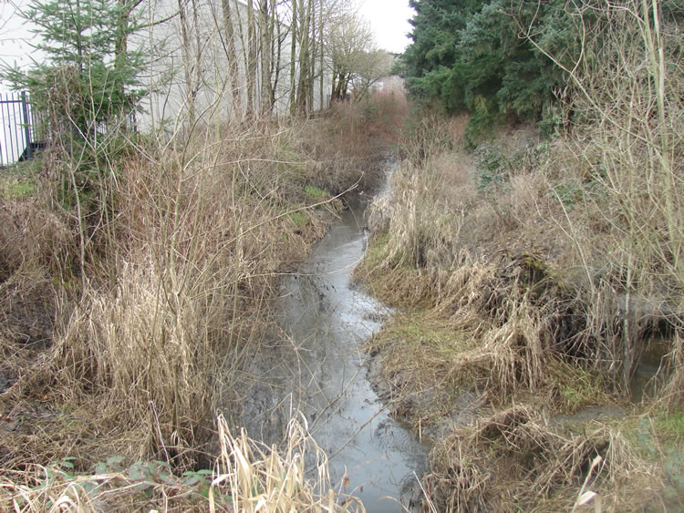 Looking along the channel of a small creek. Tall brown grass, a small conifer, and a stand of alders line the left bank. On the right is some tall brown grass and a dense conifer stand.