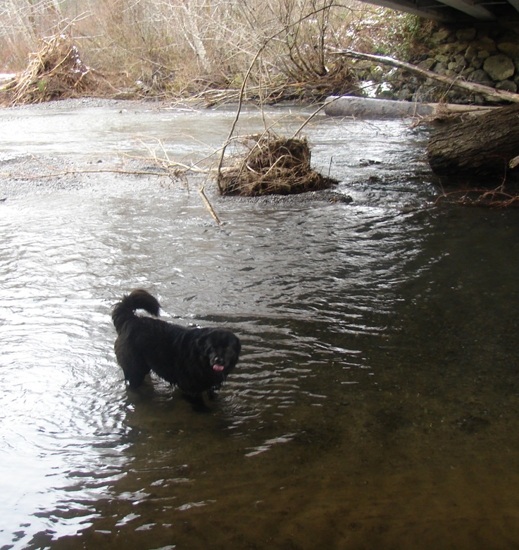 A black dog smiles from the water in a creek under a bridge.