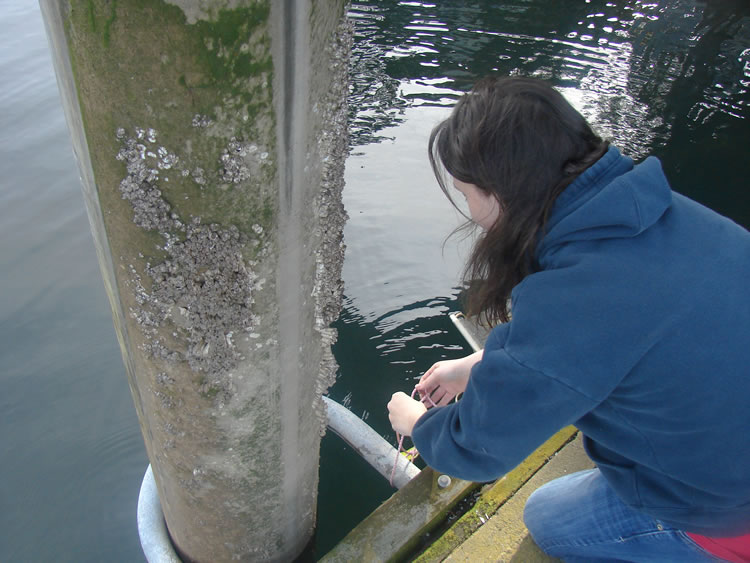 a student kneels down next to the edge of a dock by a cement pillar with white tubing in a U around its base connecting it to the dock. The student is dying a bait bag to the tube.