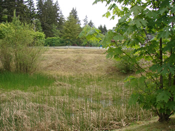 a 'green space' type area, with a multi-stemmed shrub in left of the frame and a young Acer macrophyllum in right of the frame. The ground is dominated by dead brown grass, but there is a good amount of a stemmy green plant growing upward, with more toward the shrub mentioned.