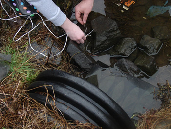 The hands of two students are visible at the top of the frame. The camera is centered on the water coming out of a small black culvert, in front of which is floating a flat mesh bait bag with rhododendron leaves in it. The hands on the left are holding a long white piece of twine or possibly wire while the hands on the right are holding a small stick in the same space as the ends of the white wire. 