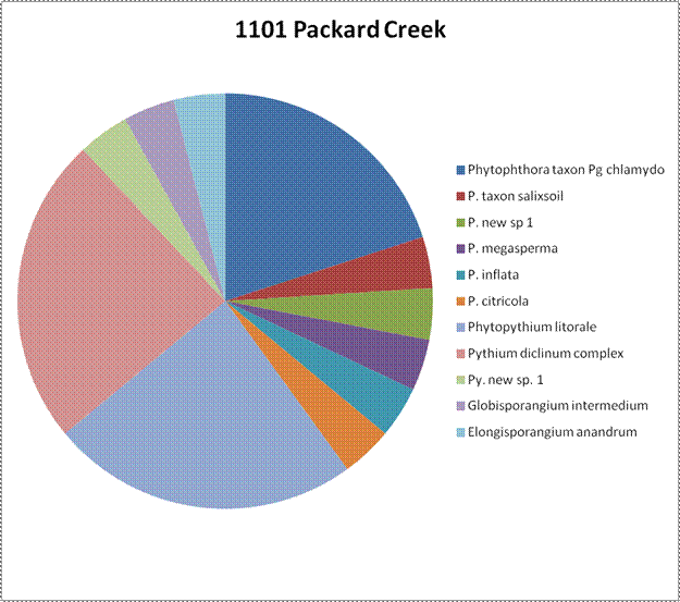 Site results from Site 1101 Packard Creek. Making up nearly half of the total amount of samples, Pythium diclinum complex and elongisporangium anandrum. Less of Phytophthora taxon Pg chlamydo. The least amounts were approximately equal: P. taxon salixsoil, P. new sp 1, P. megasperma, P. inflata, P. citricola, Phytopythium litorale, Pythium diclinum complex, Pythium new sp. 1, and Globisporangium intermedium.