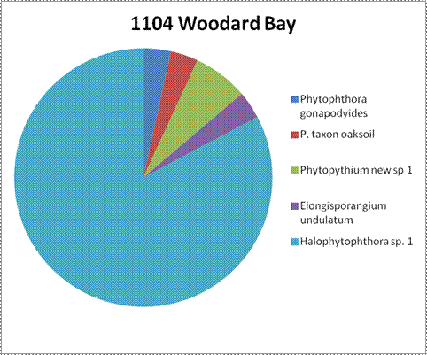 A circle graph showing the results from Site 1104 Woodard Bay. By far the dominant species is Halophytophthora sp 1. Phytopythium new sp 1 is second. Approximately the same amount of the three remaining species, Phytophthora gonapodyides, P.taxon oaksoil, and Elongisporangium undulatum.