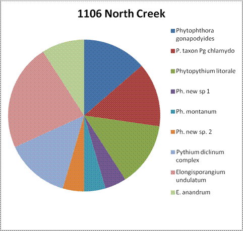 results for site 1106 North Creek. There are no numbers on the circle graph. In order, most results to least: Elongisporangium undulatum, Phytopythium litorale, Pythium diclinum complex, Phytophthora taxon Pg chlamydo, Phytophthora gonapodyides, Elongisporangium anandrum, and approximately equal amounts of Phytophthora new sp. 2, Phytophthora new sp. 1, and Phytophthora montanum.