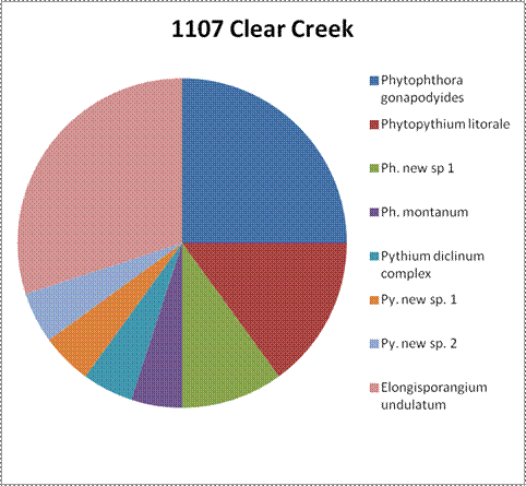 The results from site 1107 Clear Creek. A circle graph without percentage numbers listed. In order of most to least, the species were: Elongisporangium undulatum, Phytophthora gonapodyides, Phytopythium litorale, Phytophthora new sp 1, and approximately the same amounts of Phytophthora montanum, Pythium diclinum complex, Pythium new sp 1, and Pythium new sp 2.