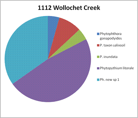 a circle graph showing the species results from site 1112 Wollochet Creek. There are no numbers for percentages. Slightly less than half the total samples were Phytopythium litorale. Most of the remaining samples were Phytophthora new sp 1. The last three in order of wedge size are Phytophthora taxon salixsoil, Phytophthora inundata, and Phytophthora gonapodyides.