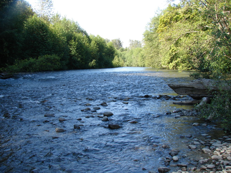 looking upstream along a river with densely forested banks