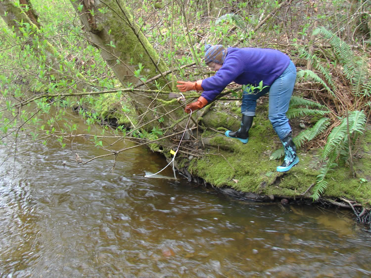 a person in a purple sweatshirt and orange gloves carefully leans over the edge of a streambank pulling up a bait bag that has been tied to a bush. link to full image