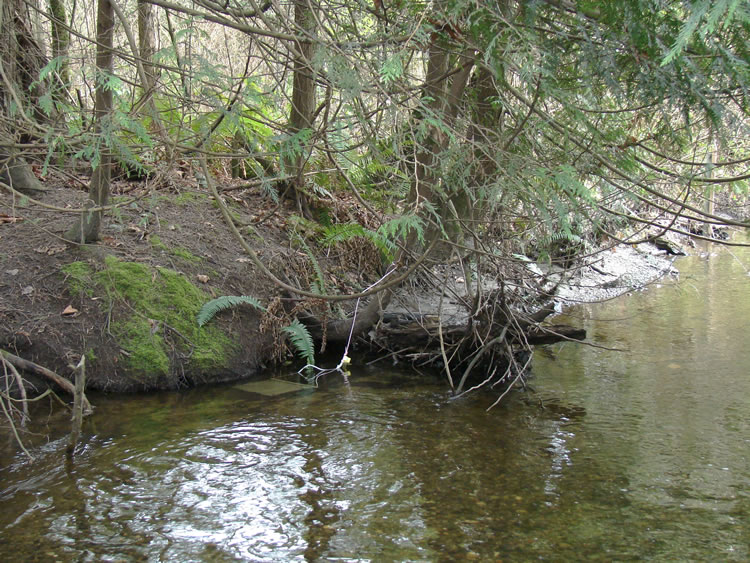 A bait bag that has been placed in the water near the creek bank. Its rope is tied to a tree branch above the water.