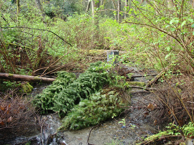looking upstream, woody debris of various sizes and ages scattered in the water. In the center are three young conifers with their tips pointing downstream.