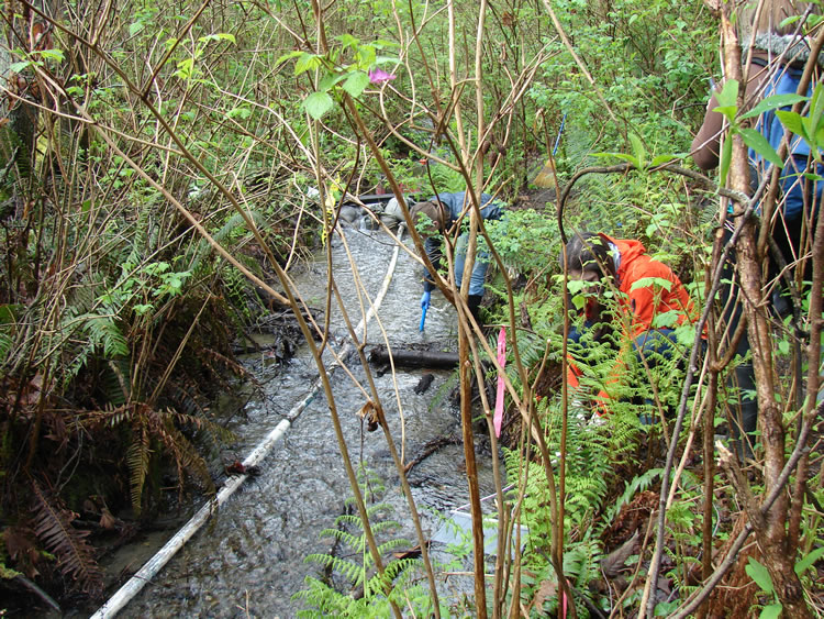 The brushy banks of a creek with a small white pipeline running down the center of it. On the right-hand bank some students can be seen looking at the water.