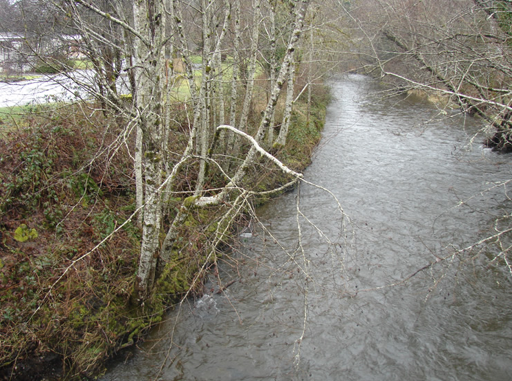 looking down from above at a creek with a steep bank on the left, lined with leafless birch trees.