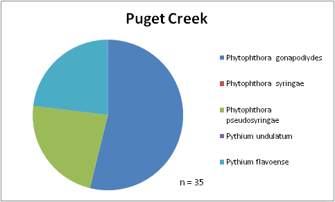 circle graph shows test results from Puget Creek site. Of 35 samples, over half of them were Phytophthora gonapodiydes. Making up the rest of the results and approximately equal to each other are Phytophthora  pseudosyringae and Pythium flavoense.