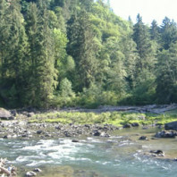 looking upriver at a gravel bar just past a curve in the banks with a dense forest on the other side.