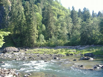 looking upriver toward a curve with a gravel bar just past it in the middle of the frame. The banks are thickly forested.