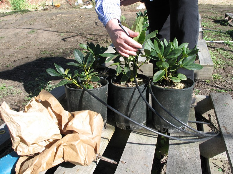 worker adjusting irrigation tubes going into three potted rhododendron