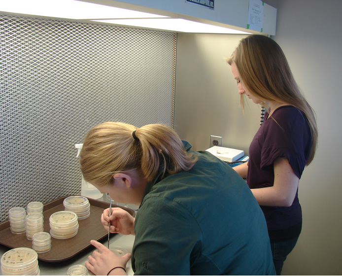 two girls putting samples into petri dishes filled with nutrient agar inside a laminar flow cabinet.