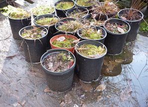 pots on wet plywood with soil in them but the only plants growing are mosses