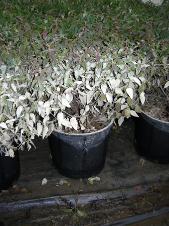 plants in pots that show wetness on the outside. the leaves on the plants closest are gray with sediment