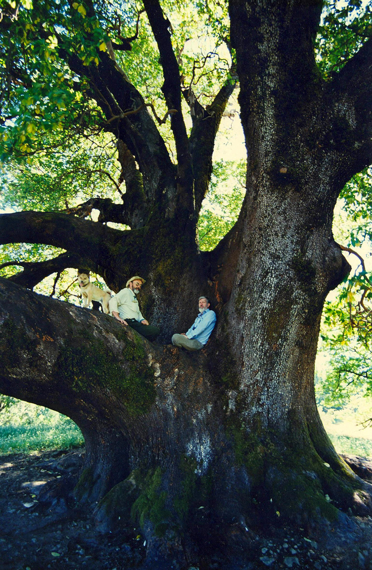 two men and a dog sitting in the crook of an absolutely giant madrone tree