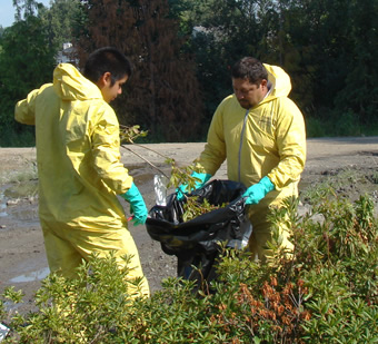 two men in yellow suits and green gloves collaborate to put tree samples in a black plastic bag