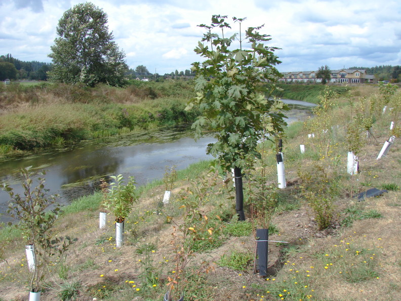 saplings planted along a stream, each with their base covered in a plastic tube