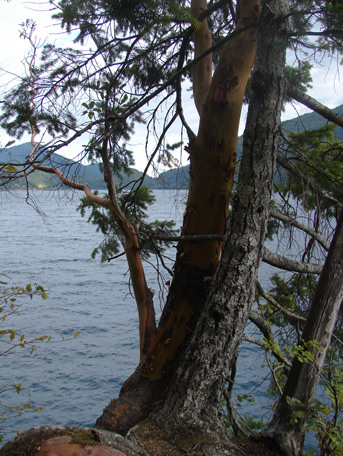 a conifer with two boles leaning away from the camera over a lake. the conifer has live foliage, but the bark on its roots has flaked off. Growing with the conifer is a madrone that is large enough it has started to keep the bark on its lower trunk, but the bark on the branches has mostly peeled.