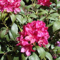 Magenta Rhododendron flowers with shiny medium-green leaves