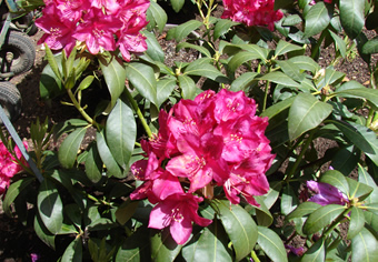 magenta rhododendron flowers in ball-like clusters with shiny green leaves around them