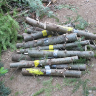 a pile of straight lengths cut from trees. all branches have been cut off and they are wrapped in yellow or white tags.