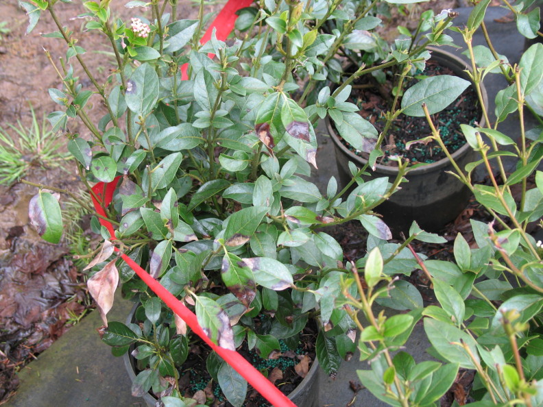 plants in pots with red flagging ribbon tied around them. Many of the leaves show evidence of phytophthora-related lesions.