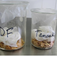 two clear glass beakers, one slightly larger than the other. They are labeled in sharpie: "DF" and "Tanoak". In the bottom of the beakers are tan seeds. a wet paper towel has been placed on top of the seeds, and then the tops of the beakers were sealed with parafilm.