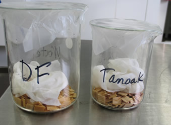 two clear glass beakers next to each other. they are labeled in sharpie. The larger beaker on the left is labeled DF and the smaller beaker on the right is labeled Tanoak. In the bottom of each beaker is a layer of tan seeds. wet paper towels have been placed on top of the seeds, and the tops of each beaker have been sealed with parafilm.