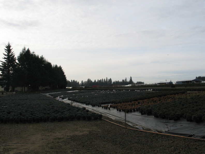 plants in containers on a tarp on a gentle slope