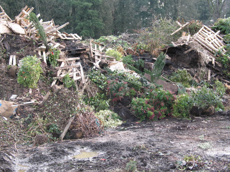 large piles of discarded saplings and broken wooden pallets. some of the saplings show evidence of infection