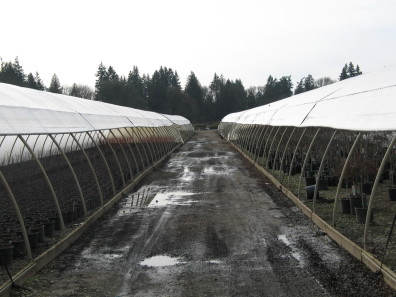 the space between two long greenhouses with rounded tops is shown as bare earth with puddles
