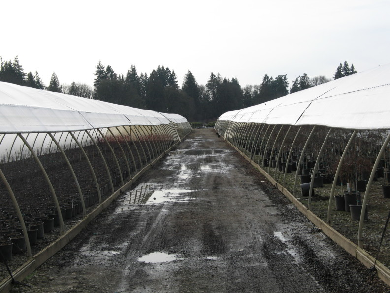 the space between two long greenhouses with rounded tops is shown as dirt with scattered puddles