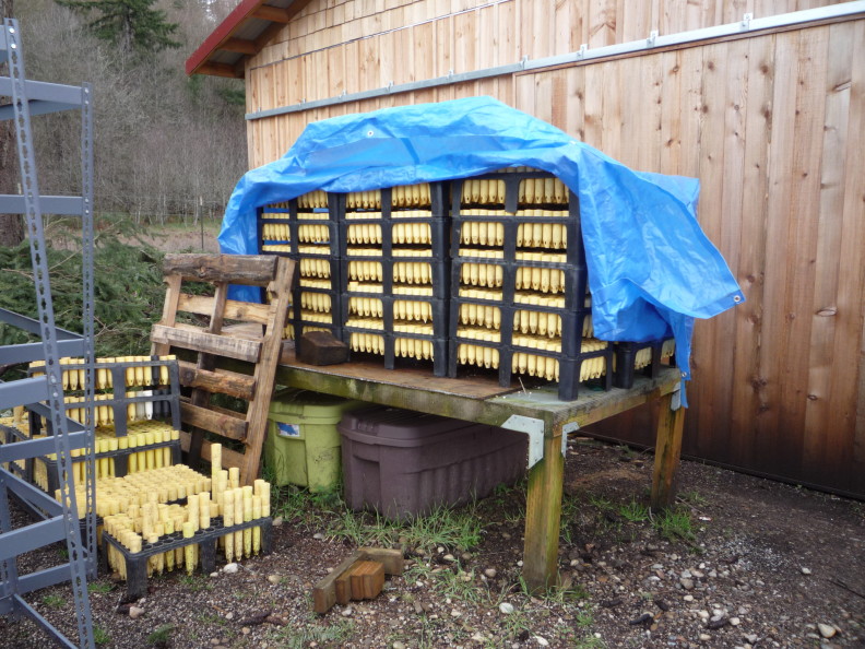 racks of yellow conical tubes for storing baby plants. most of the racks are stacked five high on a wooden table. There is a blue tarp covering them.