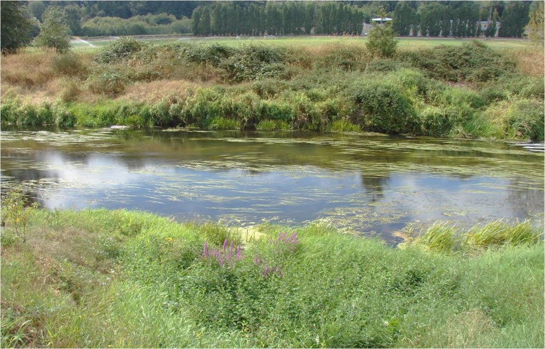 a stream with some plants in it