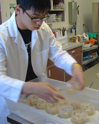 a man in a lab coat organizes a collection of petri dishes with samples growing