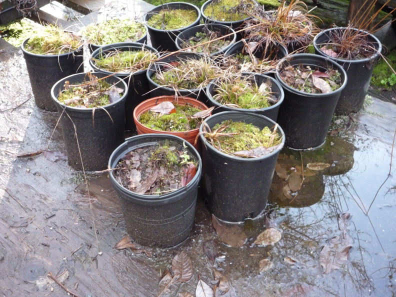 round plant pots full of dead plants, mosses, and fallen leaves. the pots are on the ground sitting in puddles with fallen leaves floating on the top.