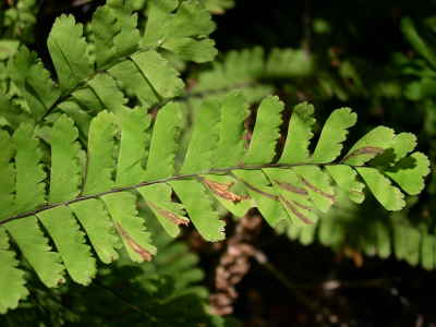 a fern frond with some of its leaves showing slightly arched brown streaks of damage