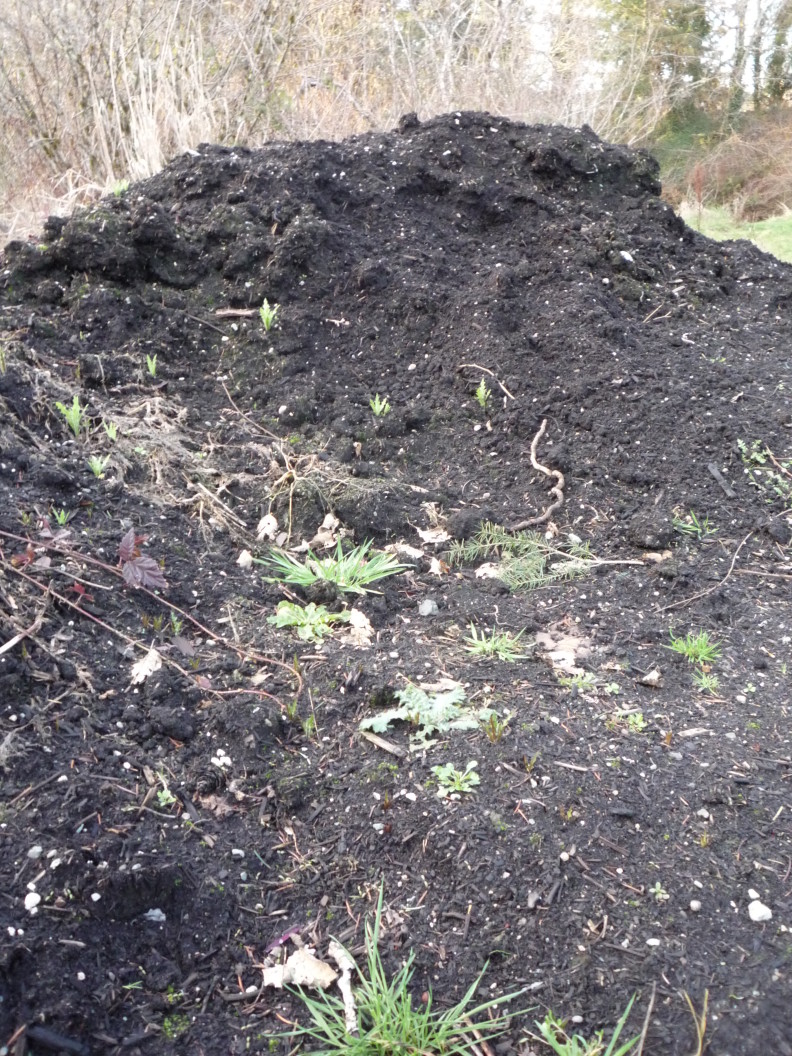 a pile of potting mix piled highest in the back. there are weeds, live and dead.