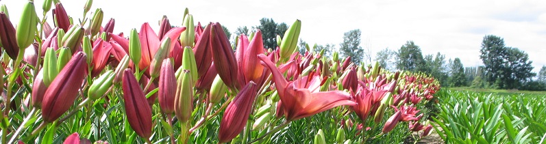 Red lilies in various stages of flowering
