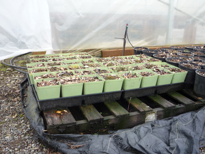 trays of light green square plant pots with mulch in them are on a wooden pallet to keep them off the soil