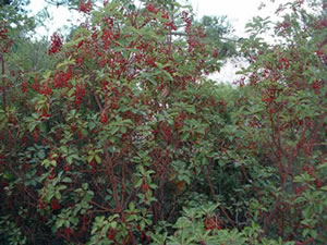 madrone trees with green foliage and clusters of bright red berries