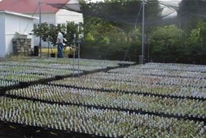 many very small madrone plants in crates arranged in rows outdoors