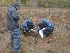 Two people measuring a small tree while a third records data. All three people are wearing blue rain gear.