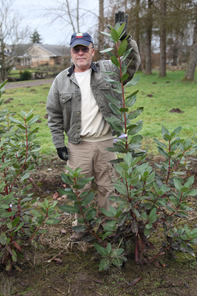 a man holding the branch of a plant with simple opposite leaves, it reaches up as high as his head